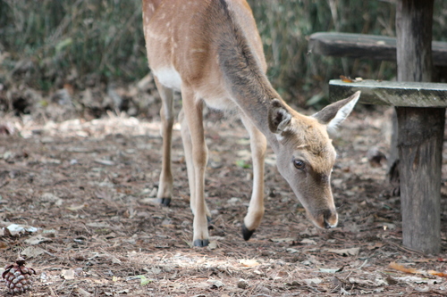 Daino