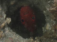 Acanthocepola