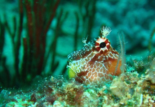 Big spot blenny (Crossosalarias macrospilus) — Blenniidae — 2