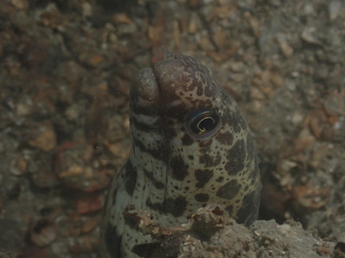 Lesser moray (Gymnothorax minor) — Muraenidae — 5