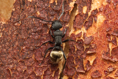 Polyrhachis erato