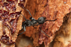 Polyrhachis erato