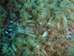 Ancylomenes sarasvati