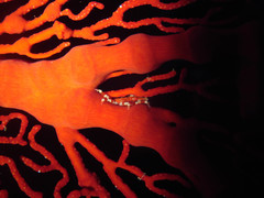 Xenocarcinus depressus