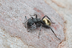 Polyrhachis erato