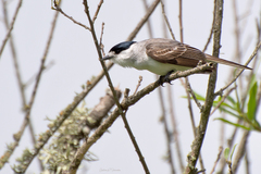 Xenopsaris albinucha