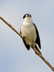 Xenopsaris albinucha