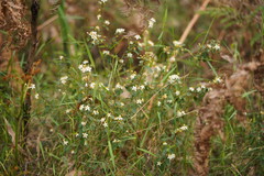 Asterolasia asteriscophora albiflora