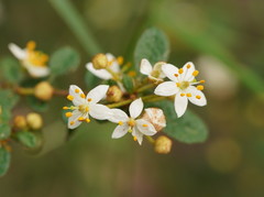 Asterolasia asteriscophora albiflora