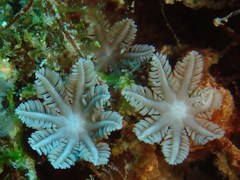 Clavularia