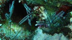 Macrorhynchia philippina