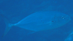 Carangoides