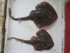 Platyrhina tangi