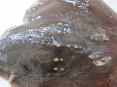 Platyrhina tangi