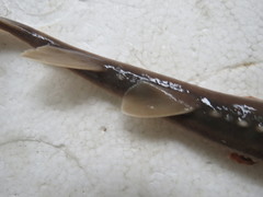 Platyrhina tangi