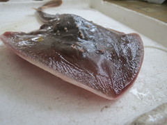 Platyrhina tangi