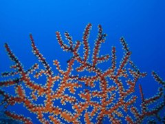 Astrogorgia dumbea