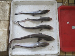 Scoliodon macrorhynchos