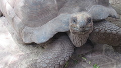 Aldabrachelys gigantea