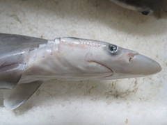 Scoliodon macrorhynchos