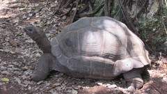 Aldabrachelys gigantea