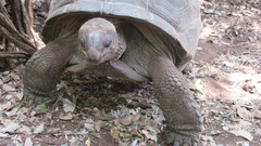 Aldabrachelys gigantea