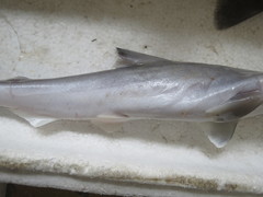 Scoliodon macrorhynchos