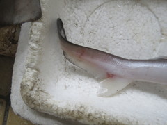 Scoliodon macrorhynchos