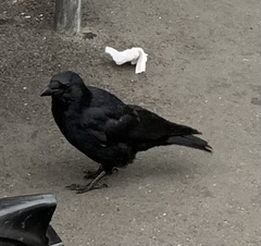 Corvus corone