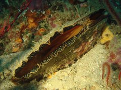Atrina vexillum