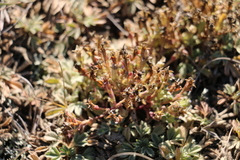 Gentiana aquatica pseudoaquatica