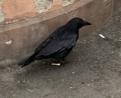 Corvus corone