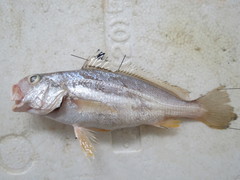 Johnius distinctus