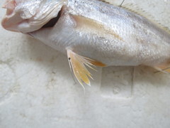 Johnius distinctus