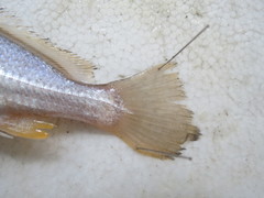 Johnius distinctus