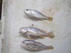 Johnius distinctus
