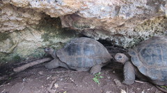 Aldabrachelys gigantea