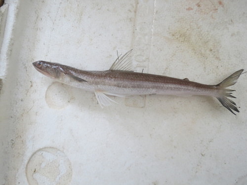 Wanieso lizardfish (Saurida wanieso) — Synodontidae