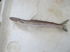 Slender Lizardfish photo 3