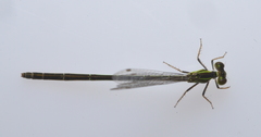 Agriocnemis exsudans