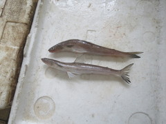 Slender Lizardfish photo 4