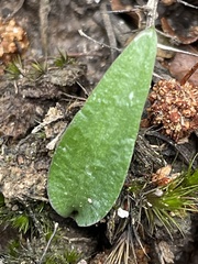 Eriochilus cucullatus
