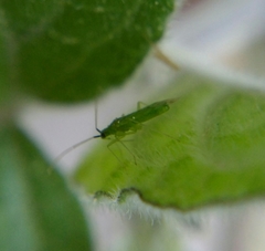 Macrolophus pygmaeus