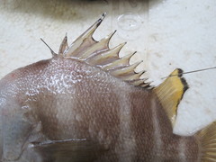 Hapalogenys analis