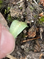 Eriochilus cucullatus