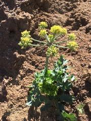 Lomatium lucidum