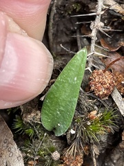 Eriochilus cucullatus
