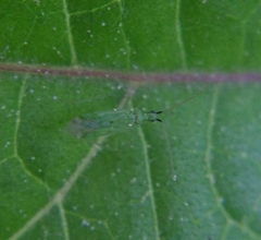 Macrolophus pygmaeus