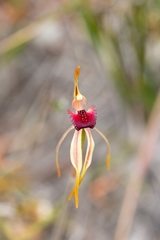 Caladenia ensata