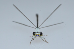 Agriocnemis exsudans